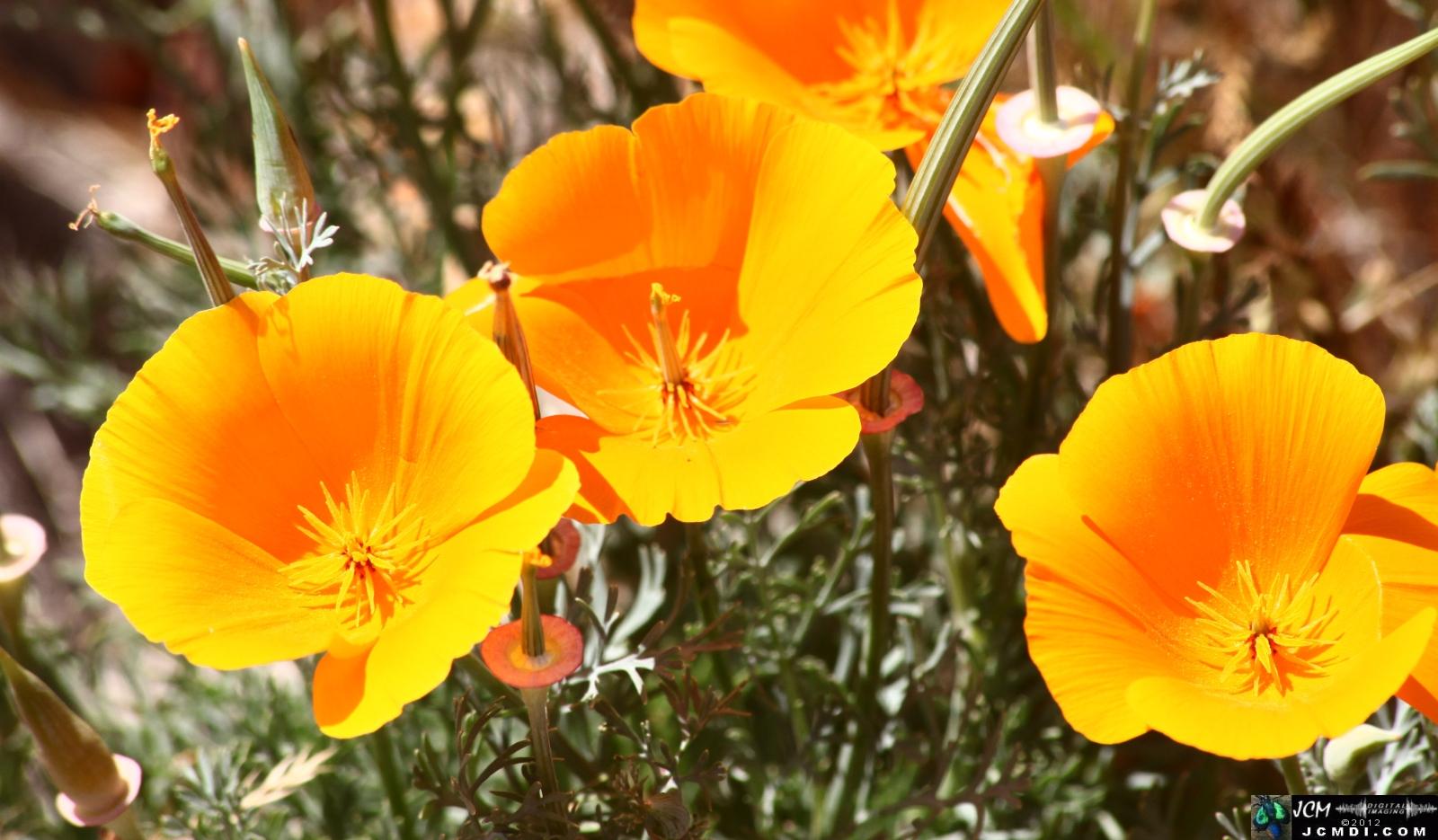 California Poppy Reserve in the Antelope Valley, CA, Spring 2012